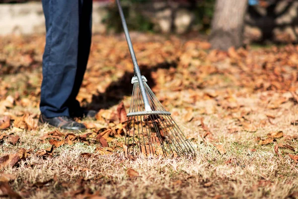 Homem coletando folhas de outono caídas no quintal — Fotografia de Stock