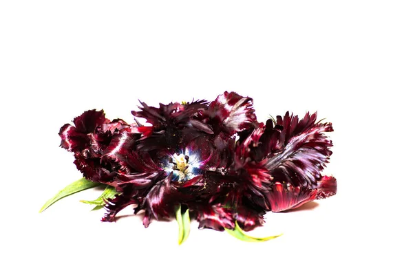 Röd Randig Tulpan Blommor Vit Bakgrund Isolerad — Stockfoto