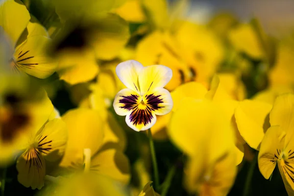 Bir Demet Sarı Viyola Mor Çiçekli Tarlada Çiçek — Stok fotoğraf