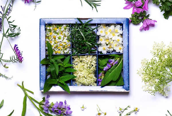 Άνοιξη Λουλούδια Ένα Κουτί Λευκό Φόντο Επίπεδη Lay Top View — Φωτογραφία Αρχείου