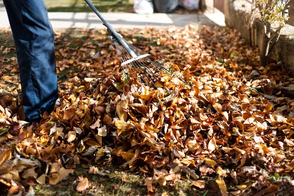 Homem Limpando Folhas Outono Caídas Quintal — Fotografia de Stock