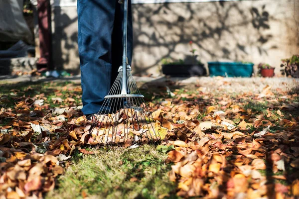 Homem Limpeza Caído Outono Folhas Quintal Closeup — Fotografia de Stock