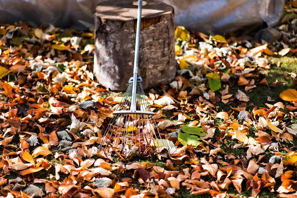 Pilha Folhas Outono Caídas Ancinho Quintal — Fotografia de Stock