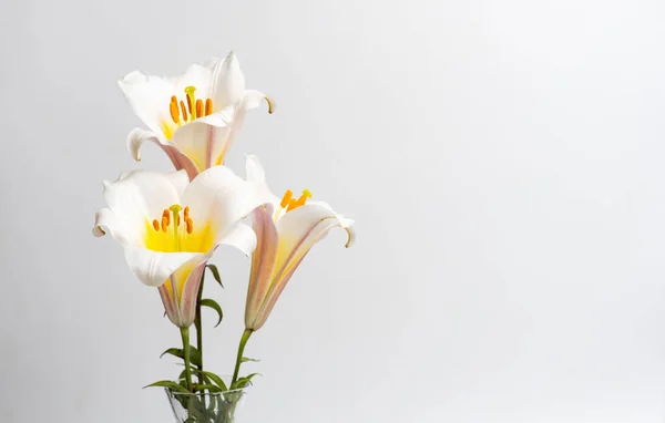 白色百合花在白色背景的特写下盛开 — 图库照片