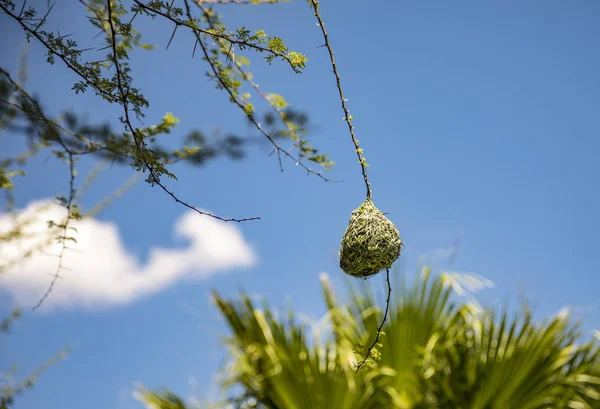 Lóg Fióktelep Weaver Madár Fészke — Stock Fotó