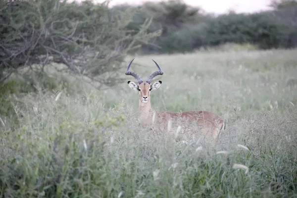 Springbok at Erindi Private Game Reserve at Namibia