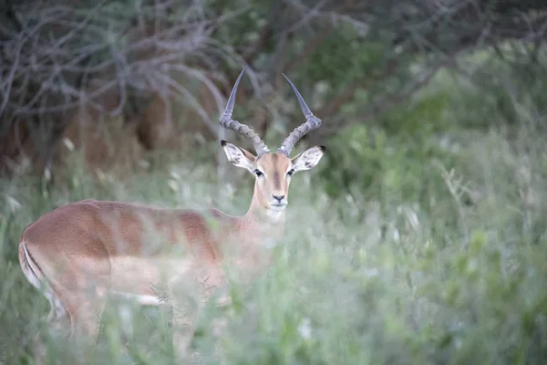 Springbok Reserva Caça Privada Erindi Namíbia — Fotografia de Stock