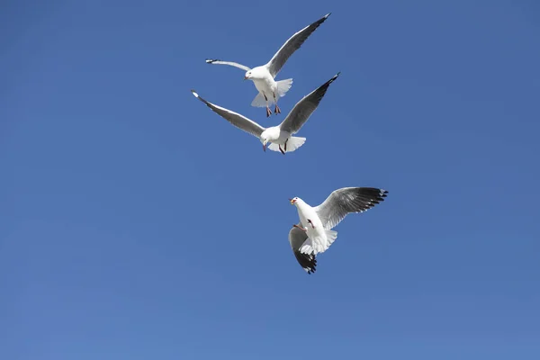 Alıcı Gıda Havada Uçan Martılar — Stok fotoğraf