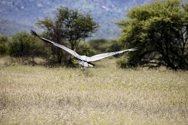 Marabou Africain Survolant Savane — Photo