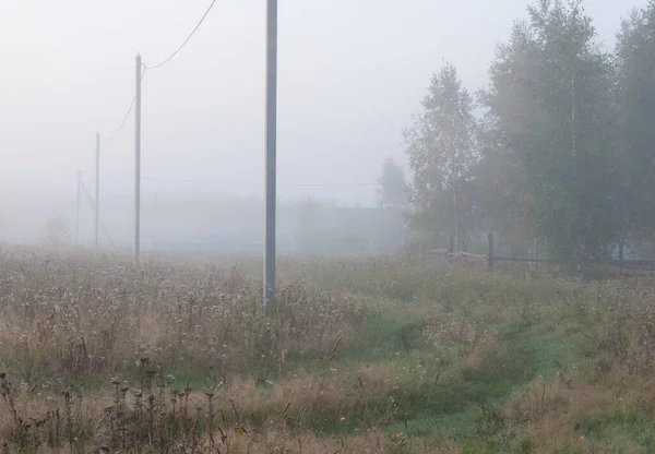 Güneş Daha Yeni Uyandı Bitkiler Çiçekler Beyaz Siste Boğuldu Yol — Stok fotoğraf