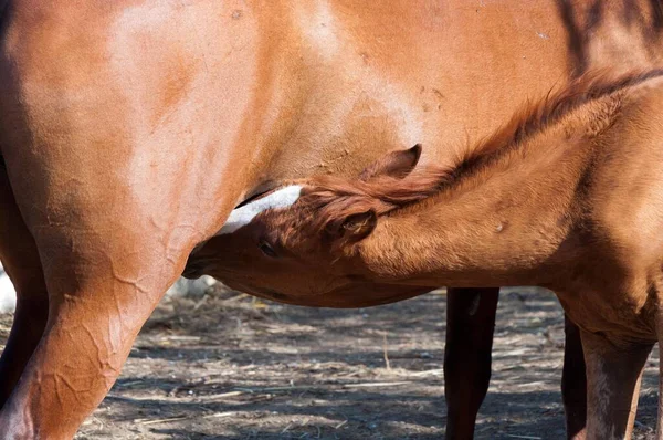 Föl Dricka Mjölk Från Häst — Stockfoto