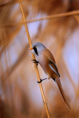 Mustachioed tit, lives in the reeds in flocks, in winter to keep warm each other.