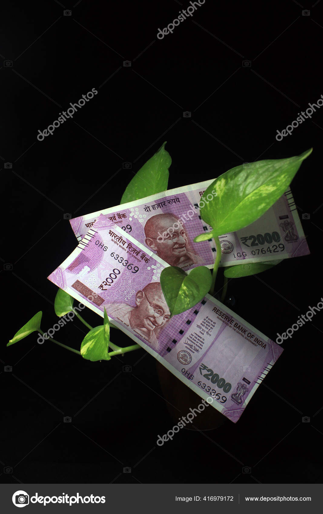 Devil Ivy Epipremnum Aureum Money Plant Leaf Indian Rupee Currency Stock Photo Image By C Sangitapal54078 Gmail Com 416979172