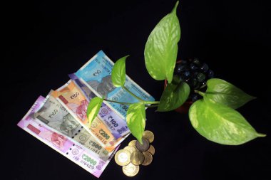 Şeytan sarmaşığı (Epipremnum aureum) ya da kara arkaplan üzerinde Hint Rupisi olan para fabrikası yaprağı. Banknotun resmi, üzerinde iş için büyüyen bir bitki. Para tasarruf kavramı.