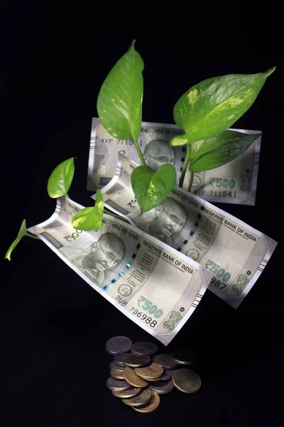 Devil's ivy (Epipremnum aureum) or Money plant leaf with Indian rupee currency notes over black background. Image of bank note with plant growing on top for business. Money saving concept.