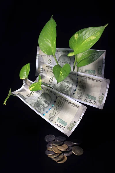 Devil\'s ivy (Epipremnum aureum) or Money plant leaf with Indian rupee currency notes over black background. Image of bank note with plant growing on top for business. Money saving concept.
