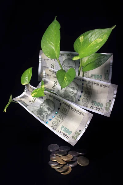 Devil S Ivy Epipremnum Aureum Or Money Plant Leaf With Indian Rupee Currency Notes Over Black Background Image Of Bank Note With Plant Growing On Top For Business Money Saving Concept Stock Devil S Ivy Epipremnum Aureum Or Money Plant Leaf With Indian Rupee Currency Notes Over Black Background Image Of Bank Note With Plant Growing On Top For Business Money Saving Concept Stock