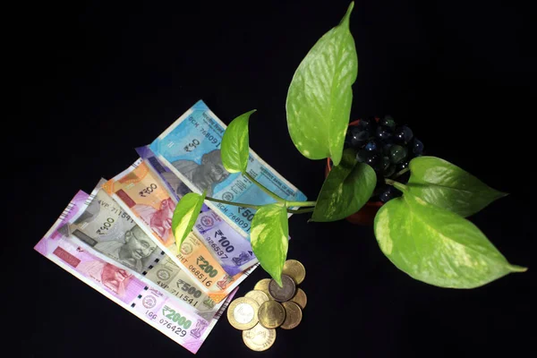Devil\'s ivy (Epipremnum aureum) or Money plant leaf with Indian rupee currency notes over black background. Image of bank note with plant growing on top for business. Money saving concept.