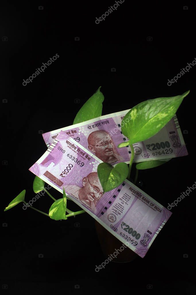 Devil S Ivy Epipremnum Aureum Or Money Plant Leaf With Indian Rupee Currency Notes Over Black Background Image Of Bank Note With Plant Growing On Top For Business Money Saving Concept Larastock