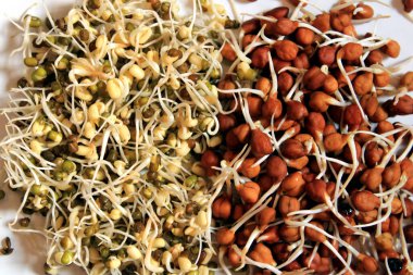 Yeni serpilmiş yeşil gram, ahşap arka planda izole edilmiş. Nohut filizlendirme ve ahşap arka planda izole yeşil gram.
