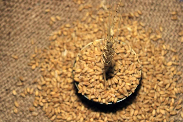 Купа Органічної Цільної Зернової Пшениці Свіже Зібране Зерно Пшениці Фоні — стокове фото