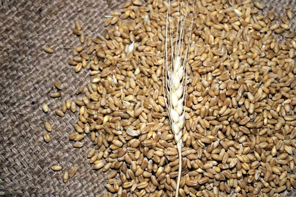Купа Органічної Цільної Зернової Пшениці Свіже Зібране Зерно Пшениці Дерев — стокове фото