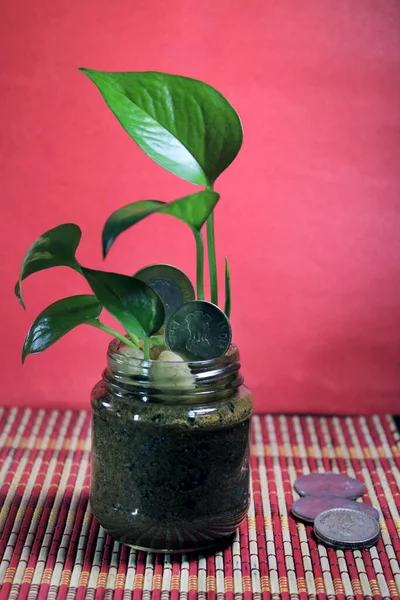 View of money plant with Indian rupee coins isolated on red background. Plant Growing In Savings Coins. Investment Concept.