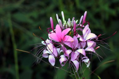 Sikkim, Hindistan 'da açık bir günde ayçiçeklerinin ortasında örümcek çiçeği. Bu bir örümcek çiçeğinin yaz resmi..