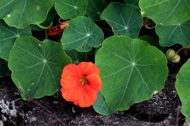 Nasturtium çiçekleri. Tropaeolum majus garden nasturtium (Hint teresi veya keşiş teresi), Tropeolaceae familyasından bir bitki türü. Çiçek ve yaprak.