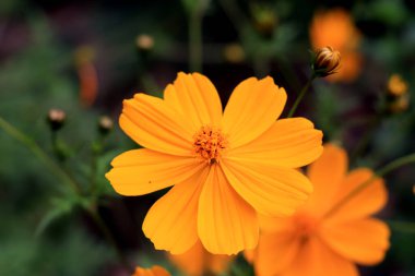 Sülfür Kozmos çiçeğinin Macro detayları. Bahçedeki güzel sarı kozmos çiçeği. Kozmos bipinnatus, yaygın olarak bahçe kozmosu olarak bilinir..