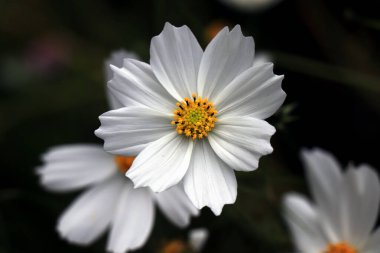 Bahçedeki güzel beyaz kozmos çiçekleri. Beyaz çiçek resimleri. Cosmos Bipinnatus, yaygın olarak bahçe kozmosu ya da Meksika paskalyası olarak bilinir..