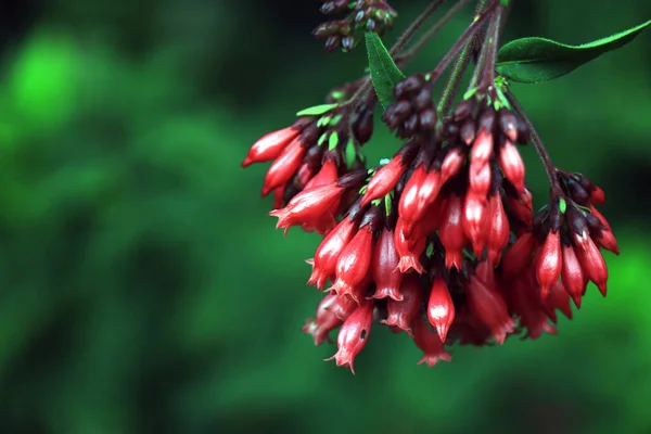 Blomsterrød Cestrum Fasciculatum Nightshade Jessamine Red Cestrum Plant Rødt Cestrum – stockfoto