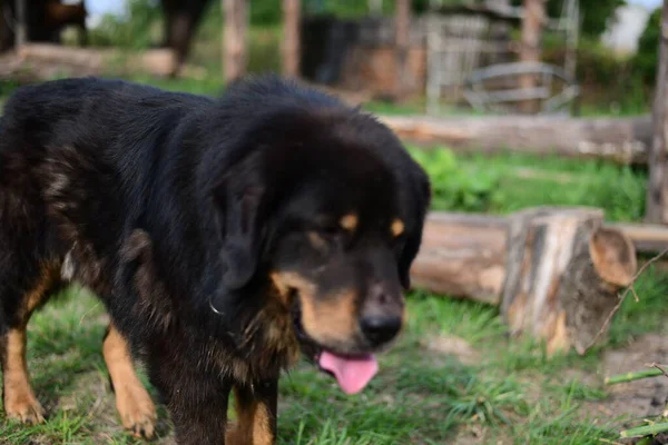 Tibet Mastiff Penjaga Wilayah Taman — Stok Foto