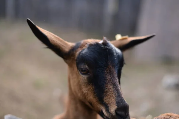 Ziege Auf Einem Bauernhof Der Nähe Eines Schuppens — Stockfoto