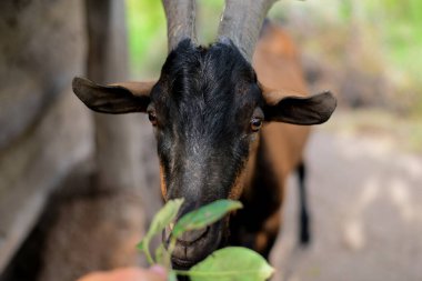 Kırsal kesimdeki bir kulübede alp keçisi.