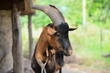 Kırsal kesimdeki bir kulübede alp keçisi.