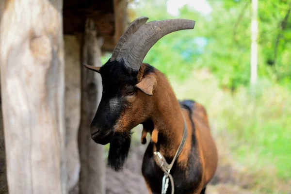 Alpine Goat Rural Court Shed — Stock Photo, Image