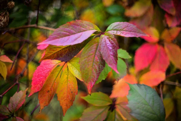 Gekleurde Bladeren Van Wilde Druiven Herfst — Stockfoto