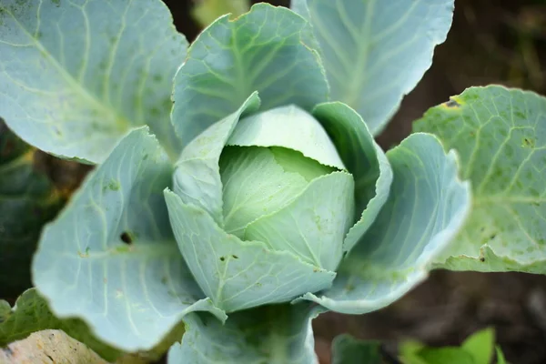 柔らかい焦点で野菜の庭に大きな緑のキャベツ — ストック写真