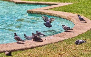 Palomas bandose en una fuentes de un parque