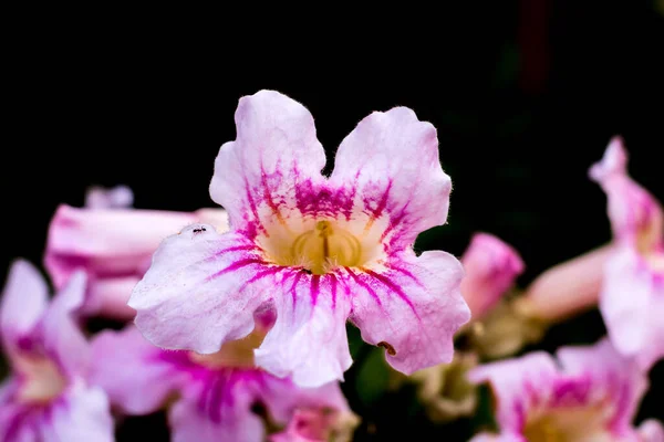 Una Flor Otoo Con Hormigas — стокове фото