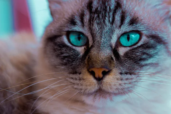 Gatito Con Una Mirada Tierna — Stock Photo, Image