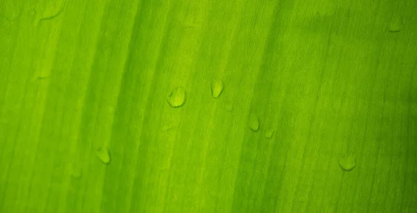 Hojas Verdes Fondo Pantalla Natural Textura Hoja Hojas Con Espacio — Foto de Stock