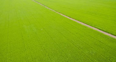Pirinç tarlasının uçan insansız hava aracı yeşil desenli doğa arka planı, pirinç tarlası.