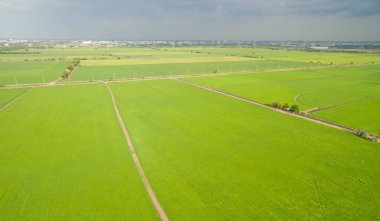 Pirinç tarlasının uçan insansız hava aracı yeşil desenli doğa arka planı, pirinç tarlası.