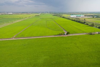 Pirinç tarlasının uçan insansız hava aracı yeşil desenli doğa arka planı, pirinç tarlası.