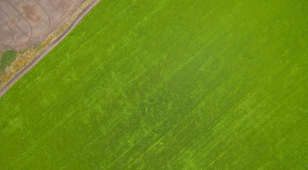 Letecký Pohled Letícího Dronu Polní Rýže Krajinně Zeleným Vzorem Příroda — Stock fotografie