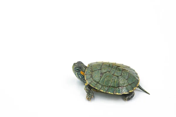 Japanese Turtle White Background Red Eared Slider — Stock Photo, Image