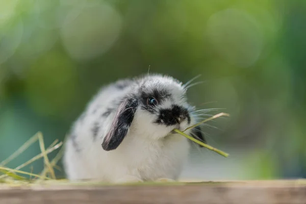 Coelho Comendo Grama Com Fundo Bokeh Animal Estimação Coelho Holland — Fotografia de Stock