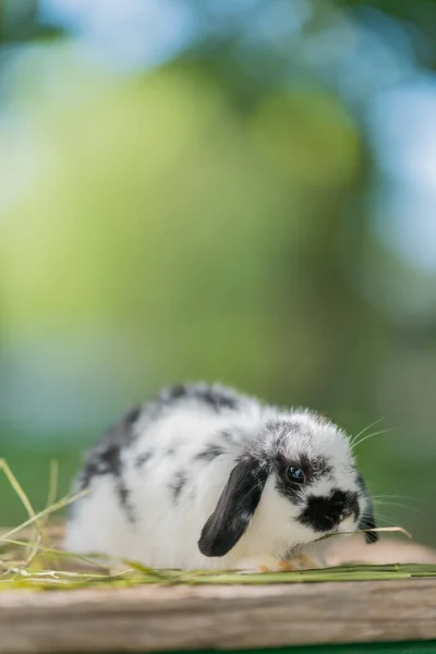 Kanin Äta Gräs Med Bokeh Bakgrund Kanin Husdjur Holland Lop — Stockfoto